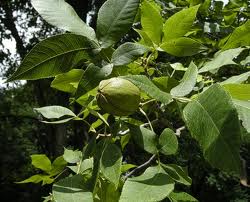 Pignut Hickory -Carya glabra